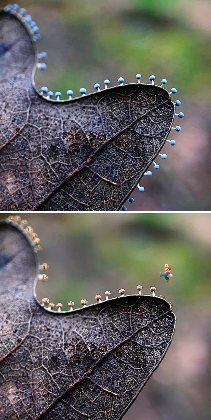These Micro-Mushrooms On A Leaf