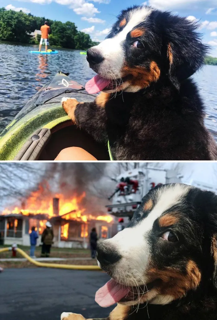 This Smirking Dog