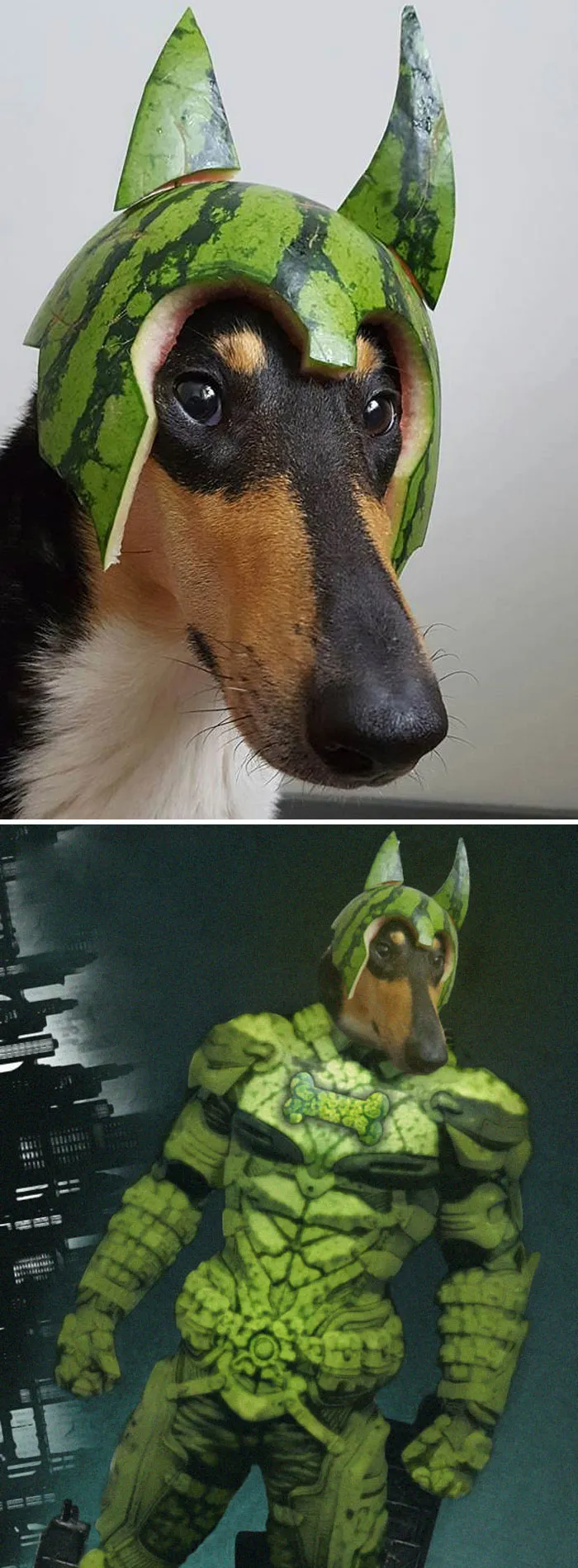 Perro con un casco de sandía