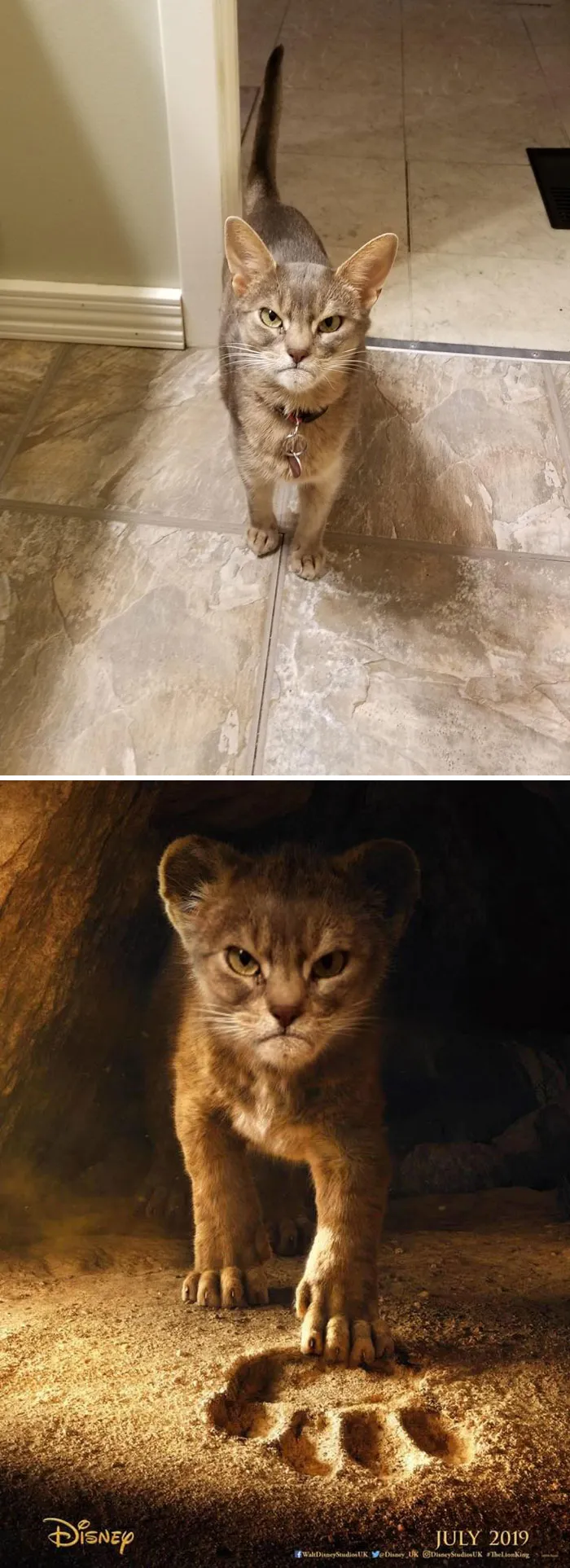 This Pissed Cat