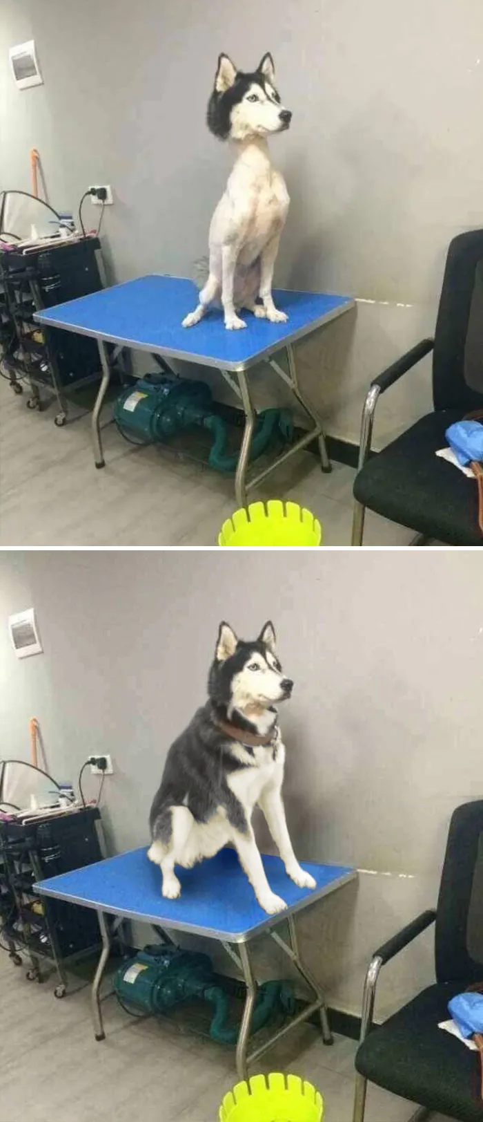 Husky afeitado