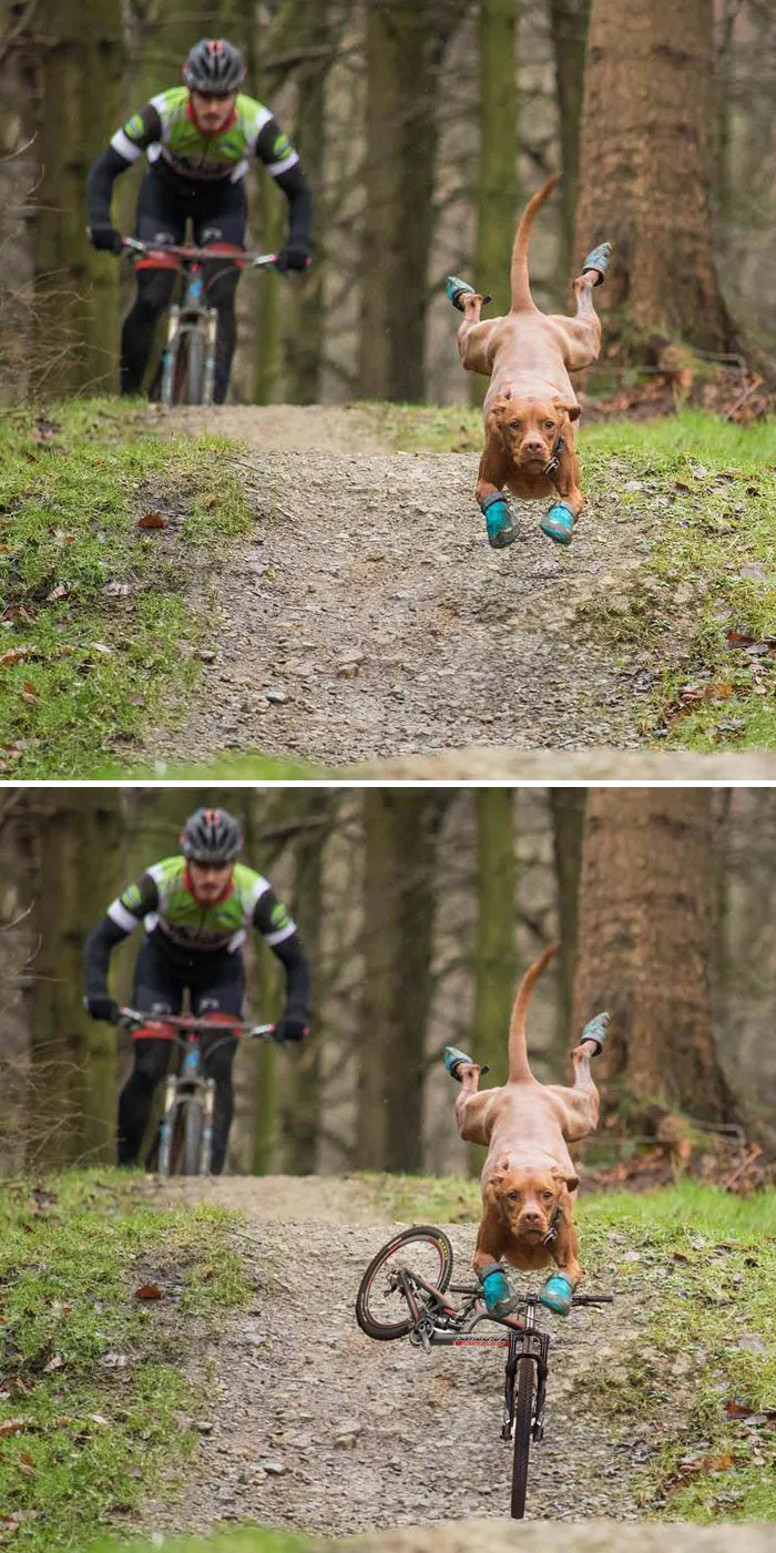 Dog In Shoes Leading The Way