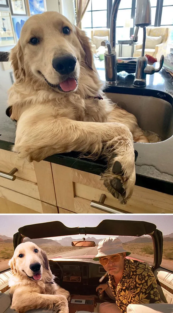 Perro en un lavabo