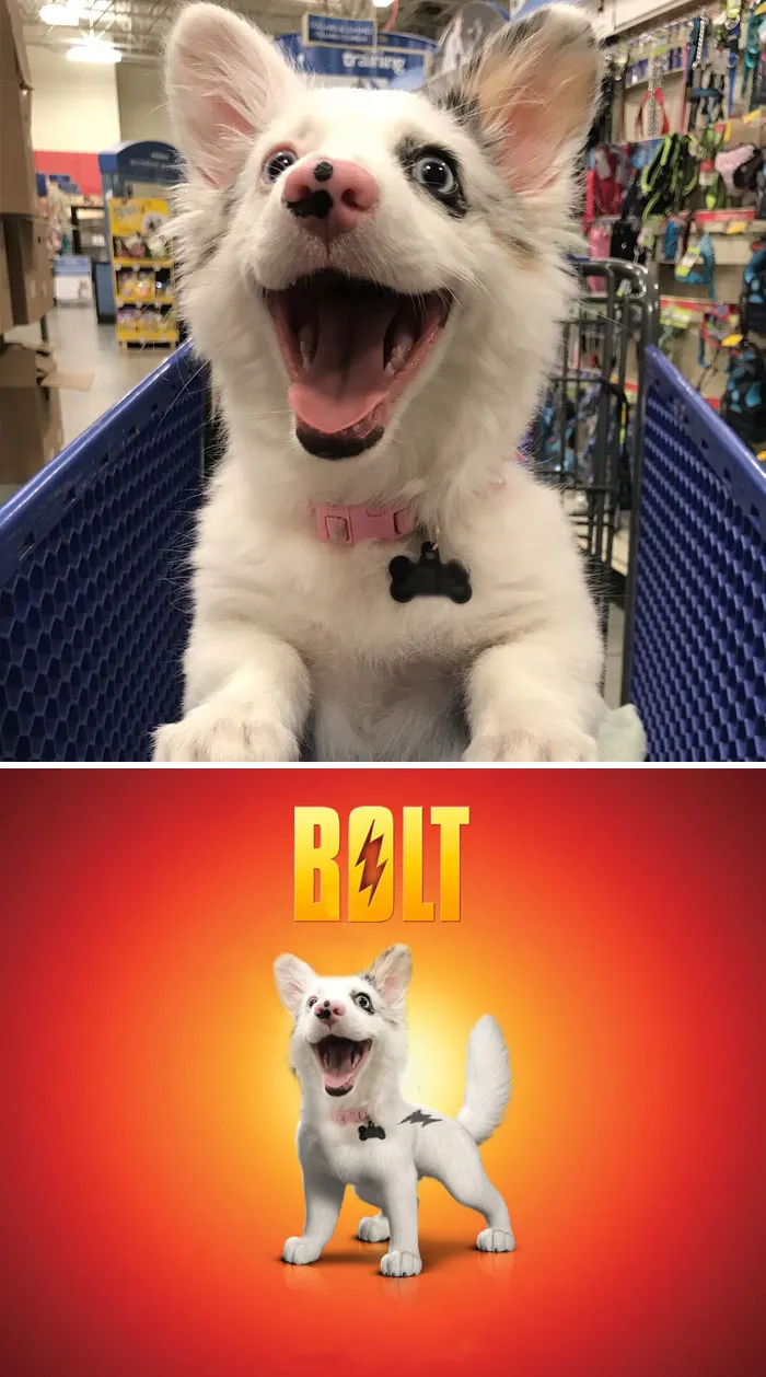 Cachorro en un carro de la compra