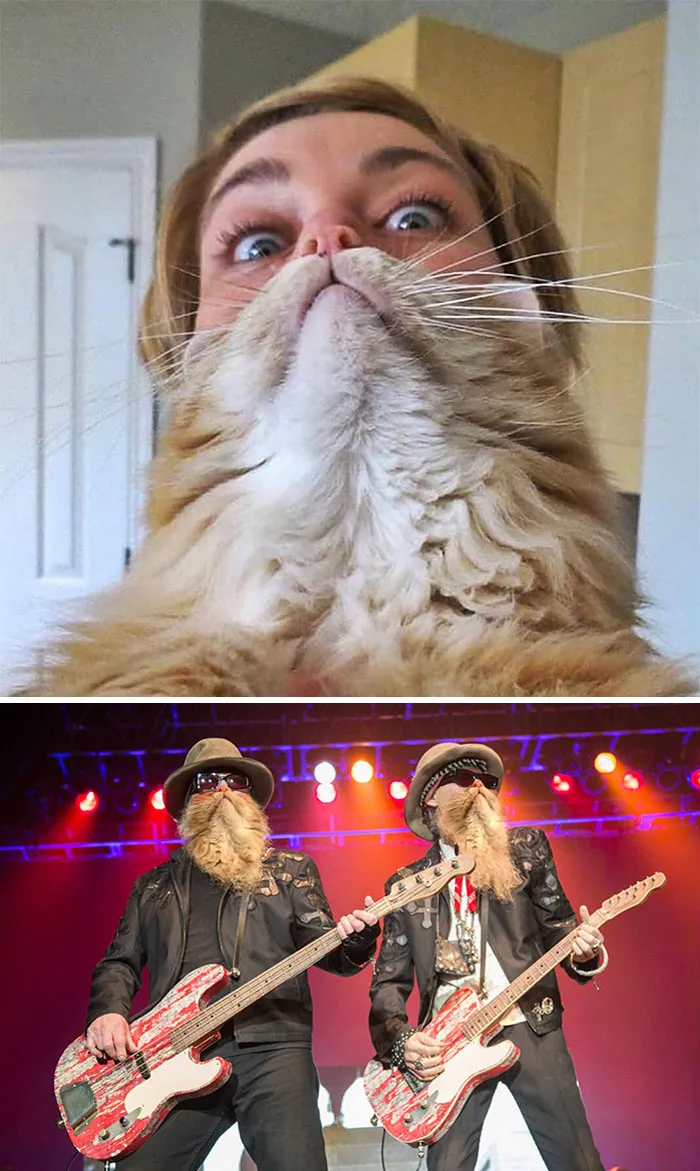 Cat Beard