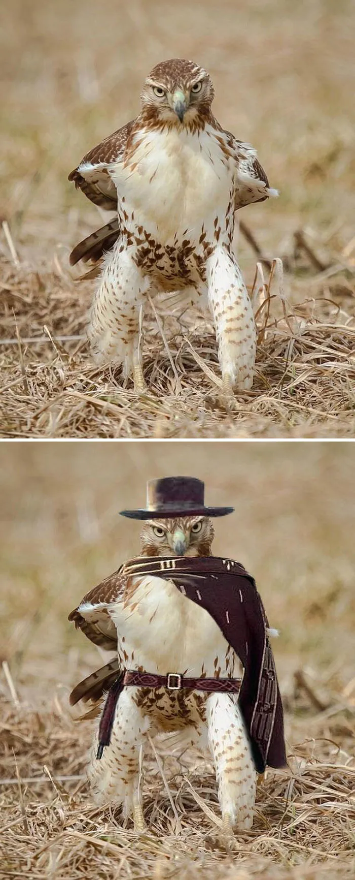 A Hawk Staring At The Camera