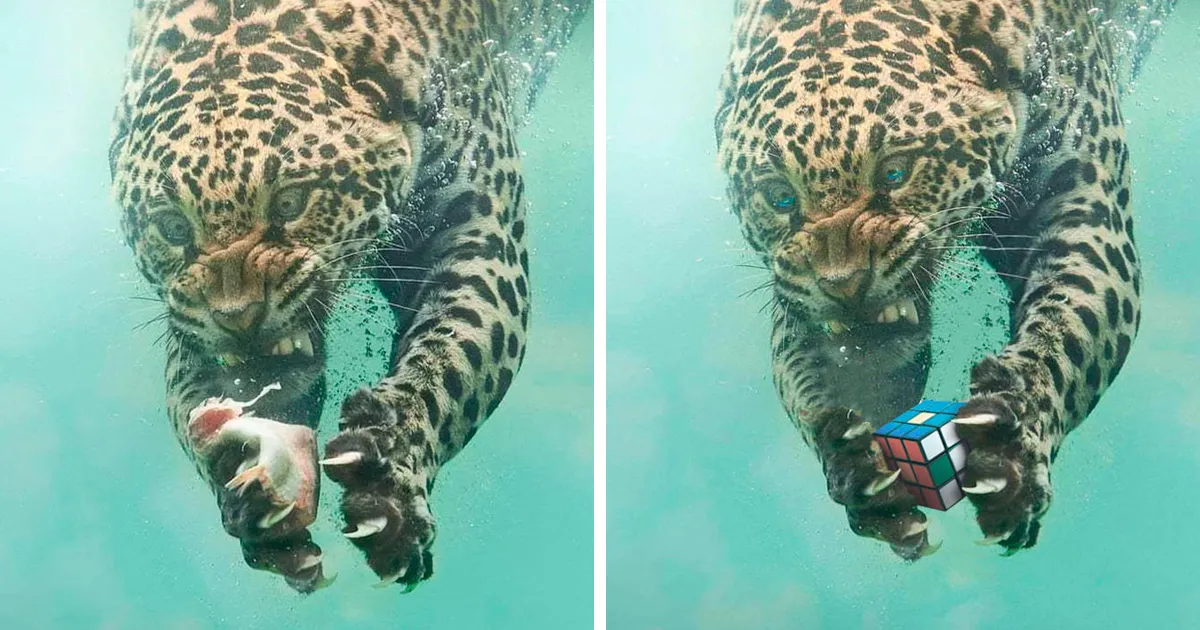 40 Ganadores de las mayores batallas de Photoshop (Nuevas imágenes)
