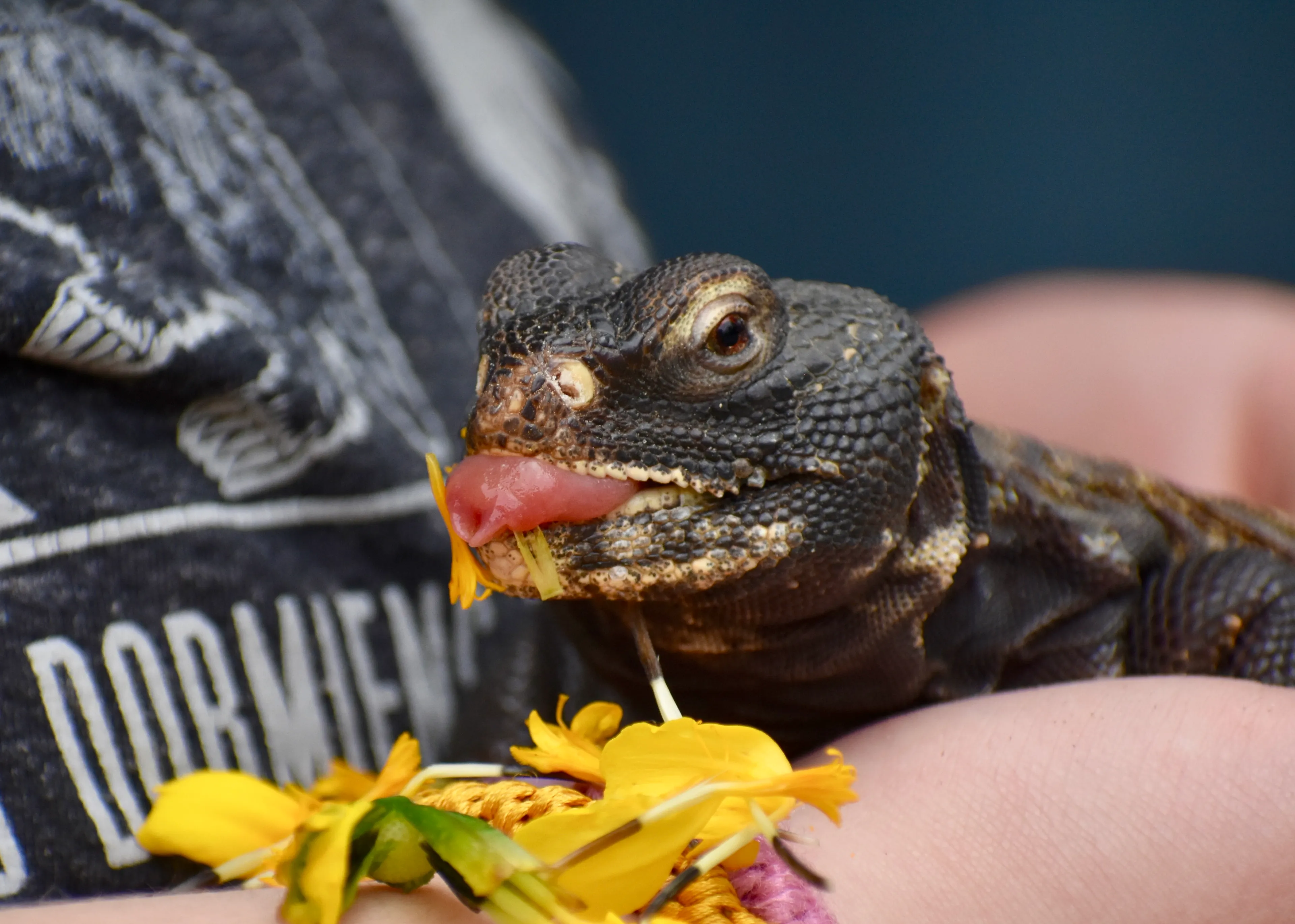 My Teenager Had A Birthday Party With Reptiles And Furry Critters In Tiny Party Hats And It Was Amazing!
