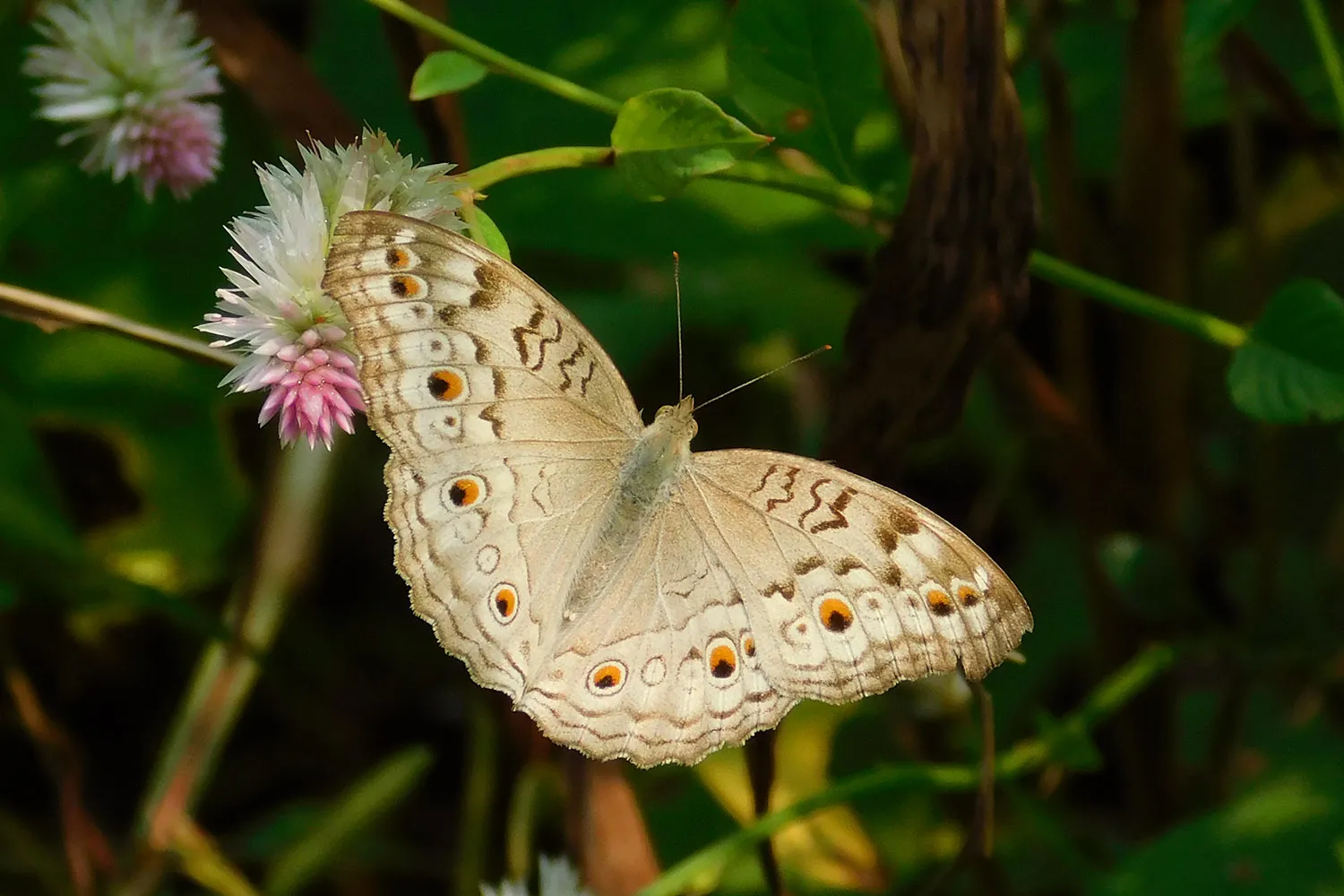 Butterflies Of Mumbai