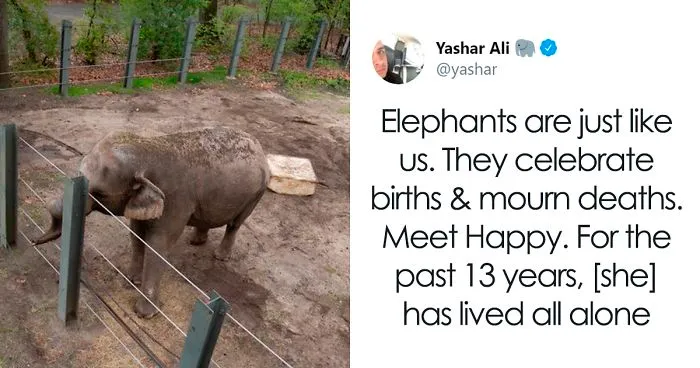 People Are Trying To Convince The Bronx Zoo To Release Happy The Elephant And This Thread Explains Why