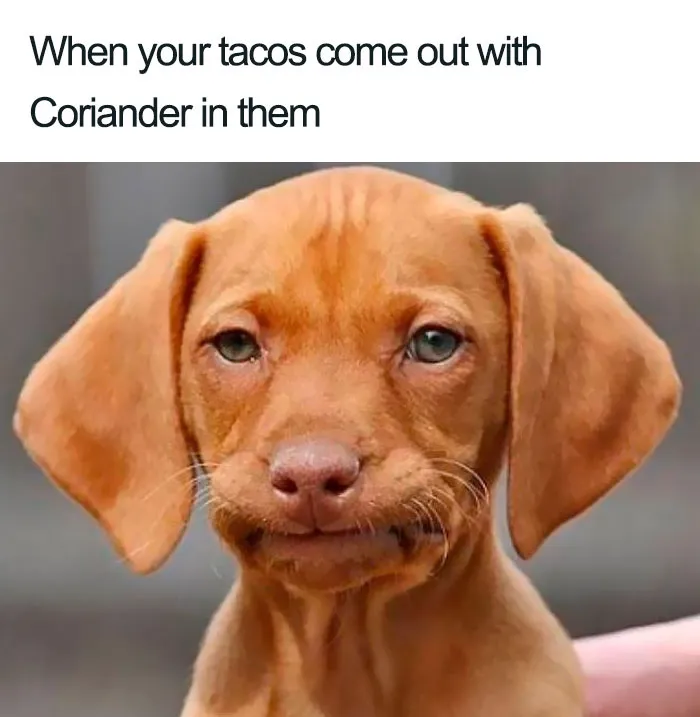 This Facebook Group Is Dedicated To Coriander (Cilantro) Haters And Here Are The 30 Funniest Images