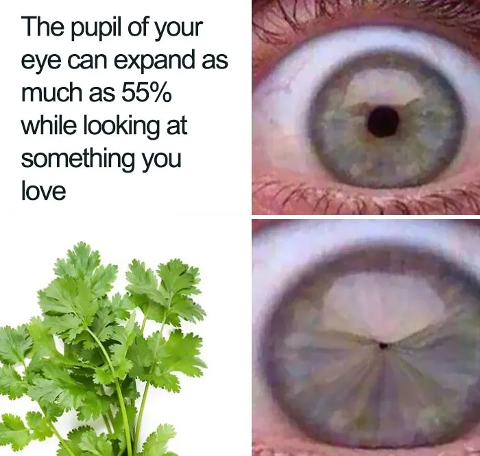 This Facebook Group Is Dedicated To Coriander (Cilantro) Haters And Here Are The 30 Funniest Images