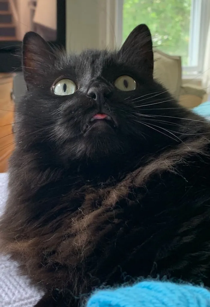 My Cat: Ptolemy