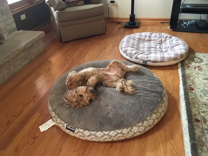 Chewy Is Not Modest