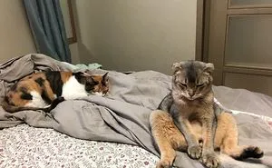 Hey Pandas, Share The Most Unflattering Pics Of Your Pets!