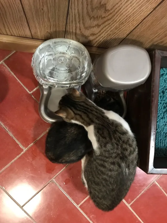 They Were Too Hungry/Thirsty For Another Cat To Stop Them