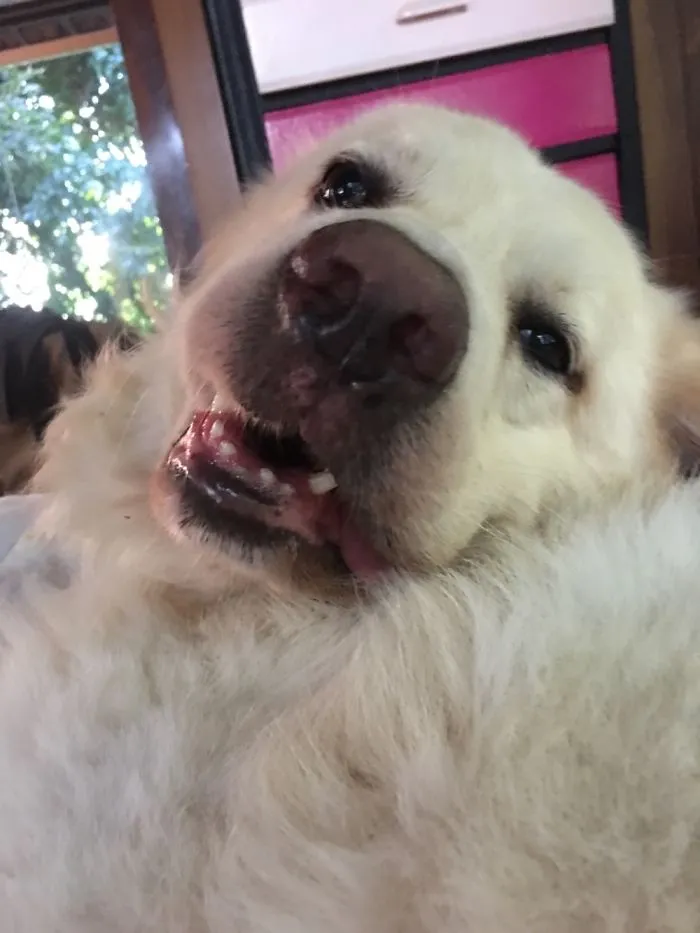 This Is Zeca When I Asked Who Was The Most Handsome Maremmano In The World.