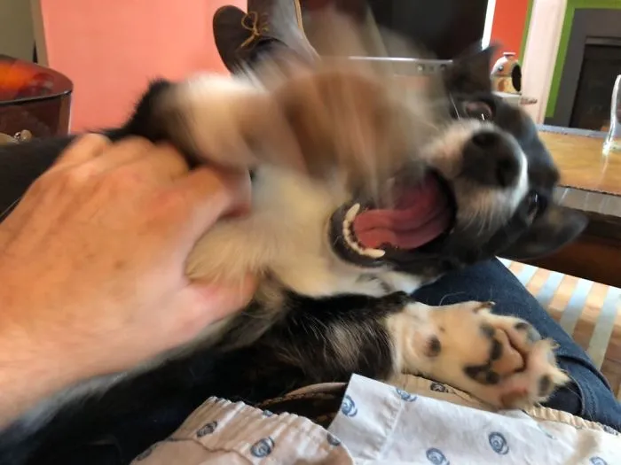 I Just Wanted Some Cuddles