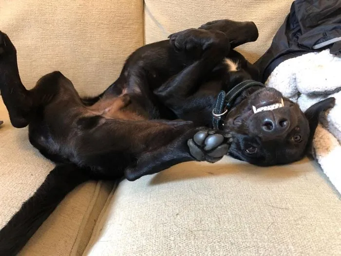 Vampire Ted