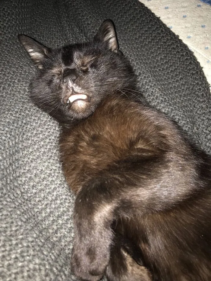 Toobah Taking A Nap