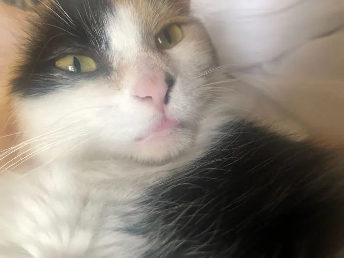 Tiny Tongue