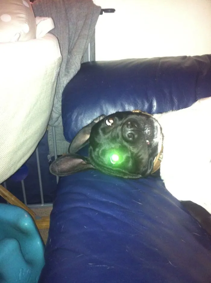 My Daft Dog Theodore! A Picture Says It All!!