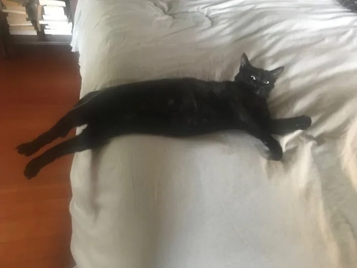 Judgmental Kitty