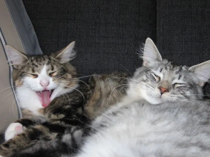 Yawn...