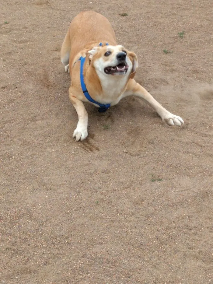 Jenna- First Time In A Dog Park Without Her Leash