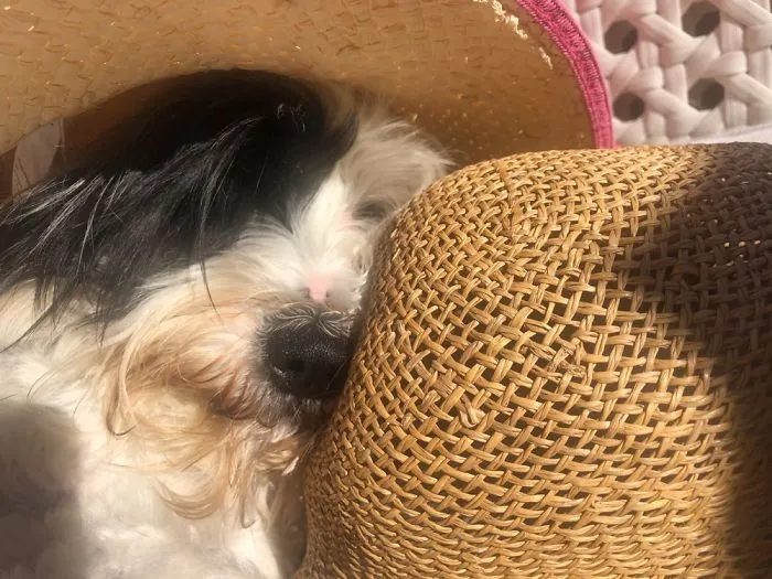 Happy Sunny Day