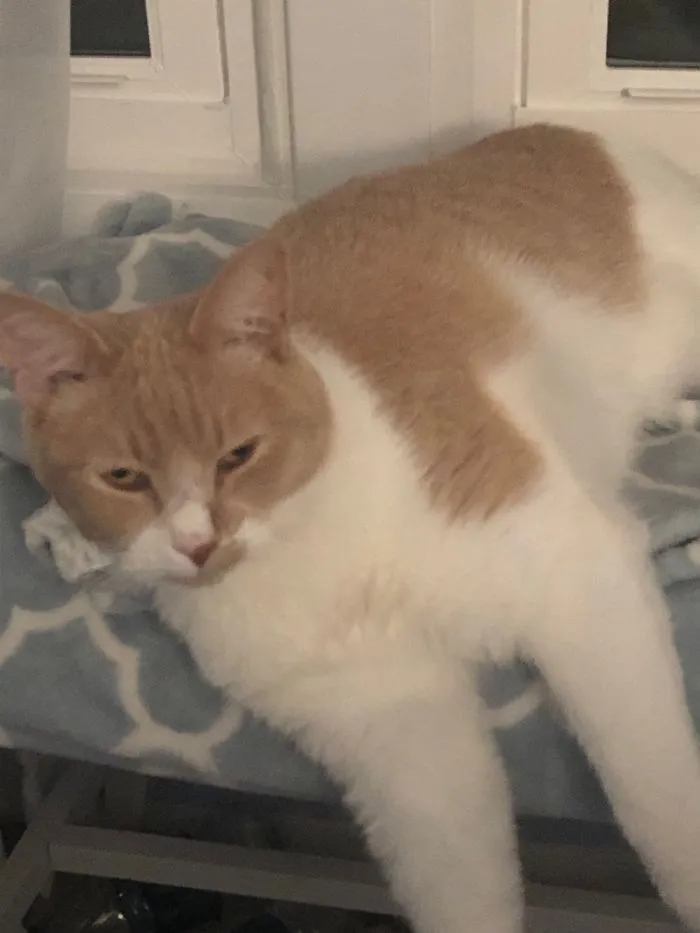 High On Catnip
