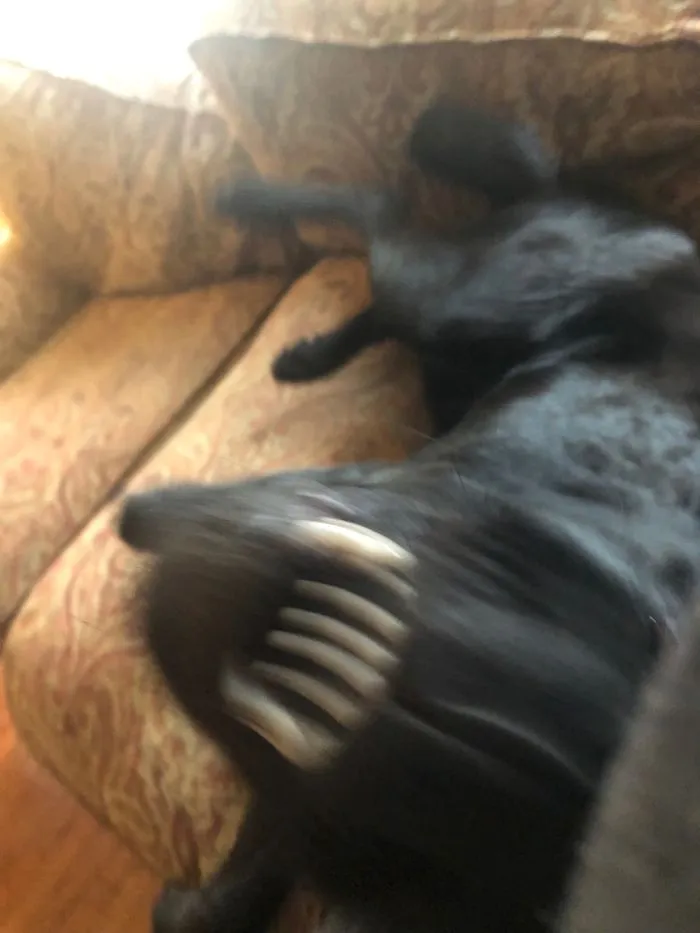 My Dog Broke