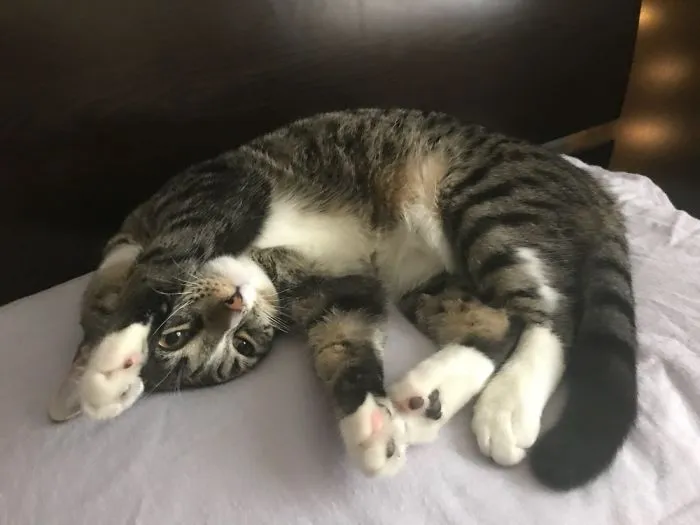 Sahara The Crackhead