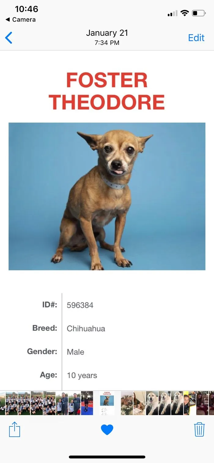 He’s Now Our Adopted Dog.