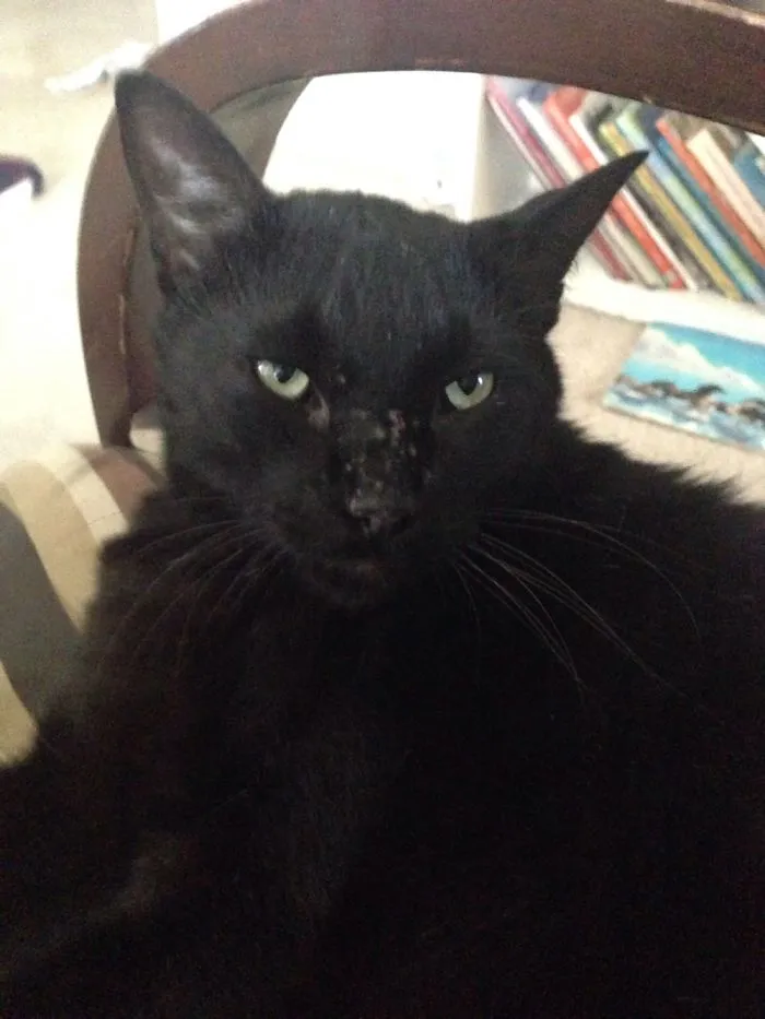 My Cat, Chucknorris After Being Woken From His Nap.