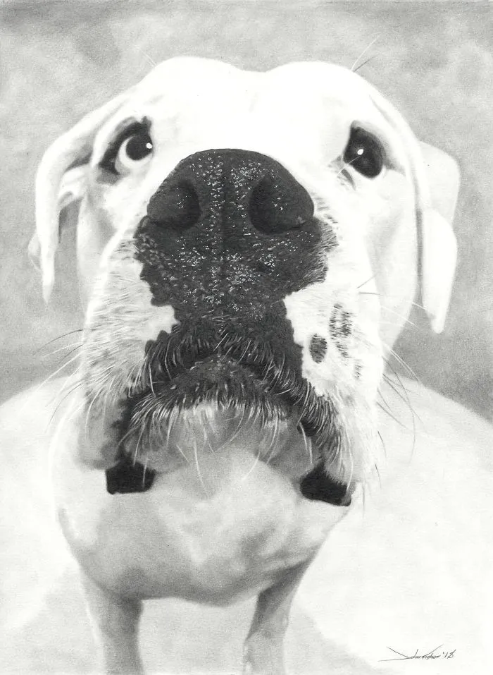 Boxer