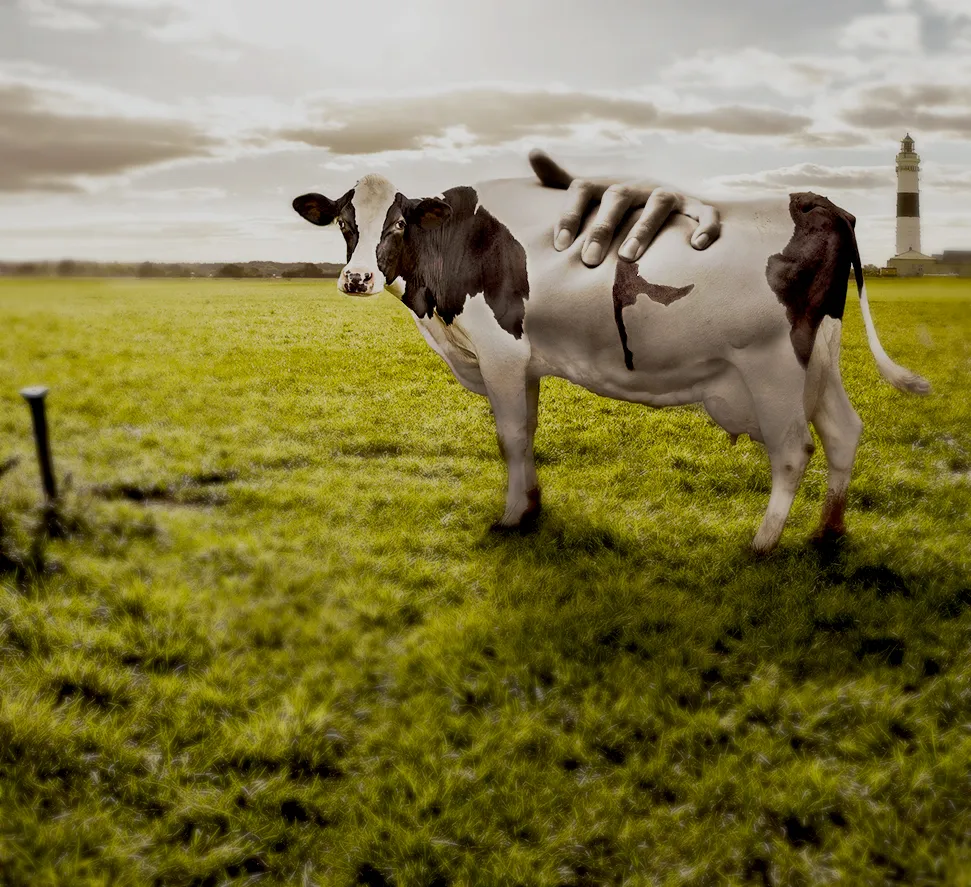 I Touched The Cow!