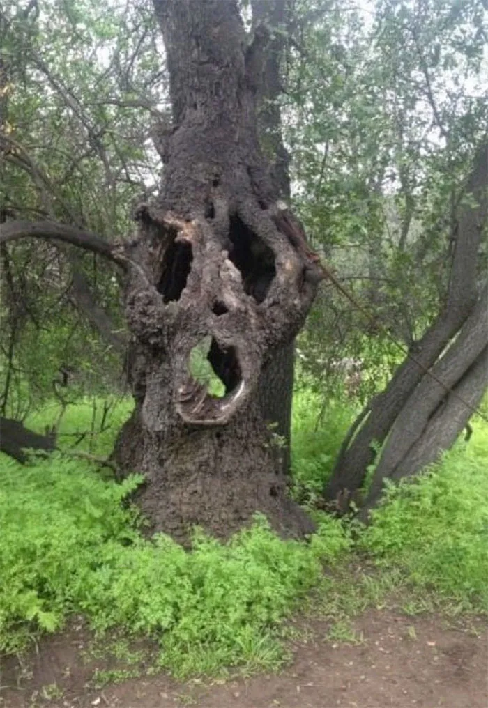 En el bosque cercano a mi ciudad