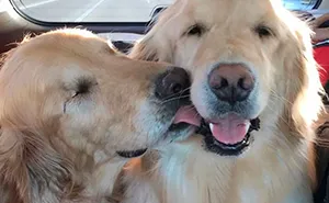 This Blind Golden Retriever And His Guide Dog Best Friend Are Warming People's Hearts
