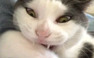 People Are Sharing The Most Unflattering Pics Of Their Pets And It's Hilarious (30 Pics)