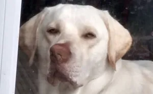 We Asked People To Share The Ugliest Photos Of Their Pets And It's Hilarious (30 Pics)