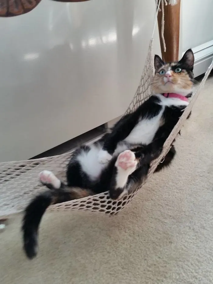 Just Chillin' On The Hammock...