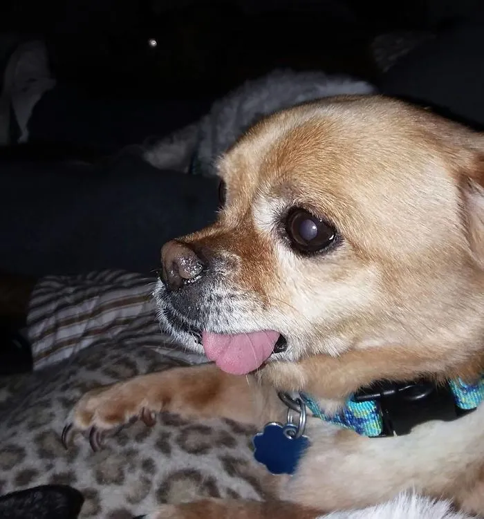 Derpy Pip