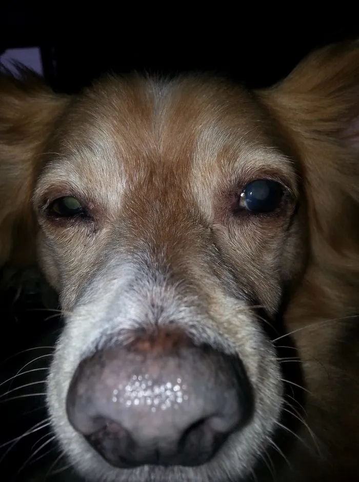 Boop