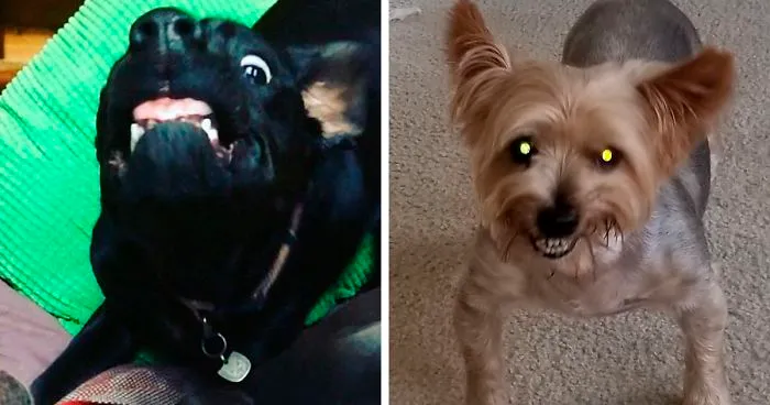 Hey Pandas, Share The Most Unflattering Pics Of Your Pets!