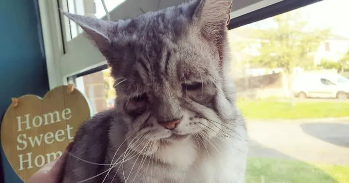 Cat With Ehlers-Danlos Syndrome Finally Finds Forever Home, And His Humans Are Making Sure He's Living A Happy Life