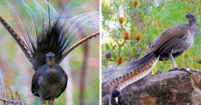 I Photographed The Best Copycat Bird In The World, Lyrebird