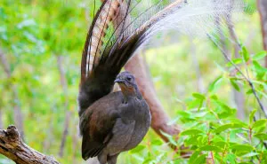 I Photographed The Best Copycat Bird In The World, Lyrebird