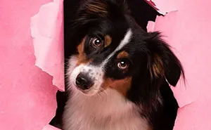 I Took Pictures Of Dogs Posing Through Torn Paper In My Studio (10 Pics)