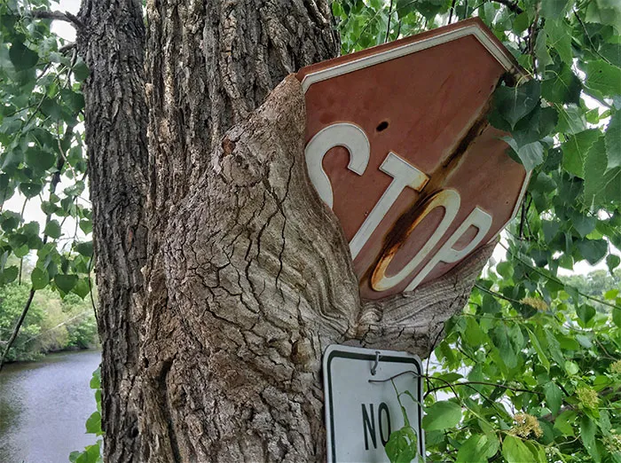 I Saw A Tree Eating A Stop Sign